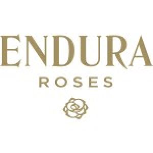 Endura Roses celebrates British Flowers Week