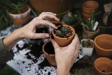 How to Start Your Own Garden Nursery Business