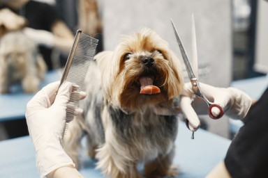 How to Make a Career Change With a Dog Grooming Franchise
