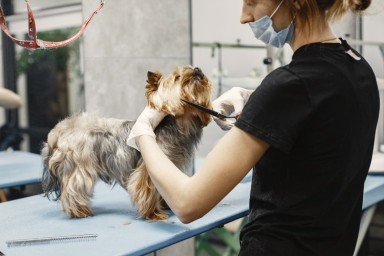 4 Advantages of Running a Dog Grooming Franchise