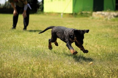 6 Advantages of Running a Dog Training Franchise
