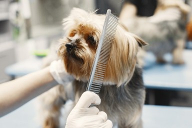 4 Tips for Marketing Your Dog Grooming Franchise