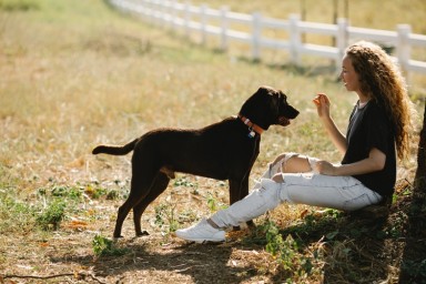 How to Choose the Dog Training Franchise That's Right For You